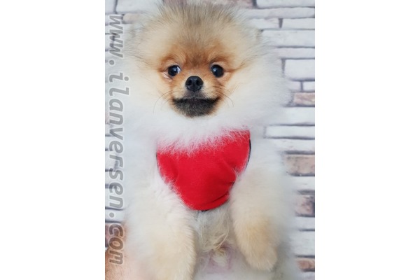 Çengelköy Mah. köpek ilanları