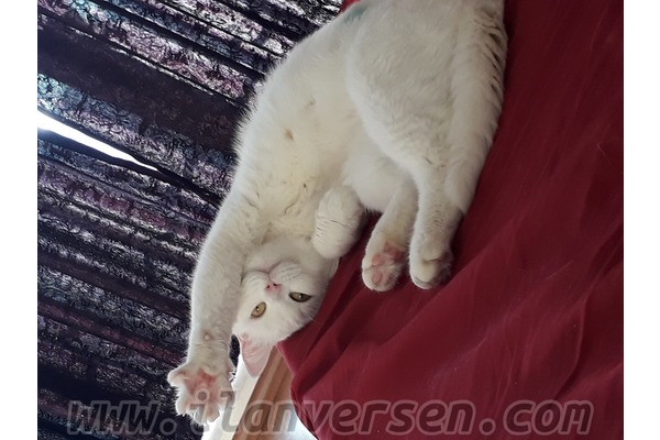 British shorthair 0 TL Yenişehir Mah.