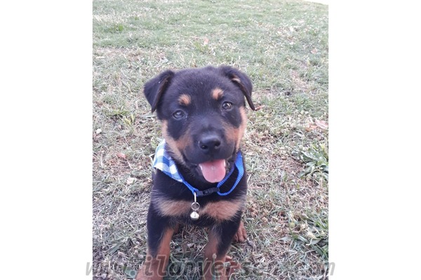 Rottweiler Yeni Mah.