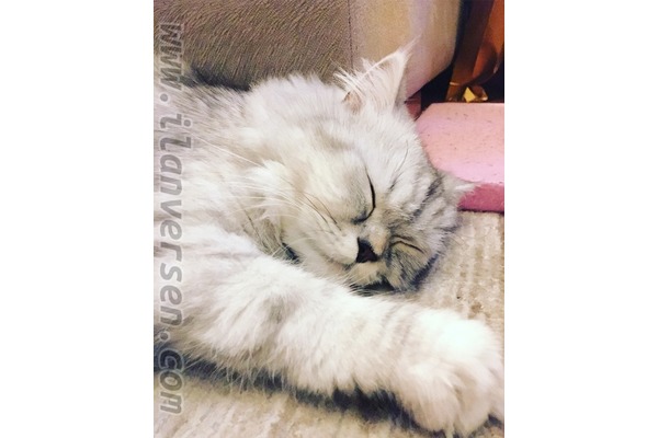 Chinchilla Akşemsettin Mah.