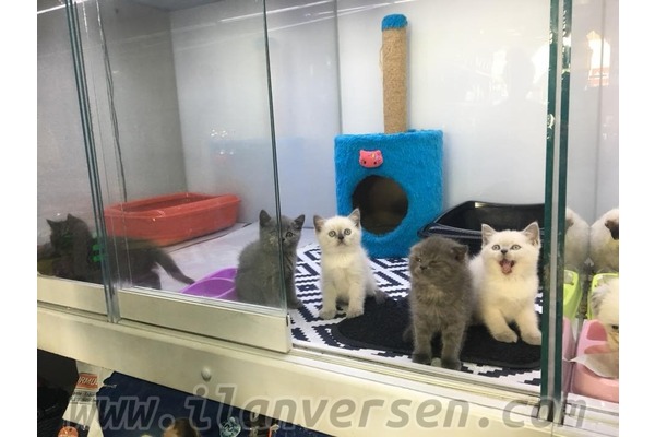 kedi British shorthair fiyatları