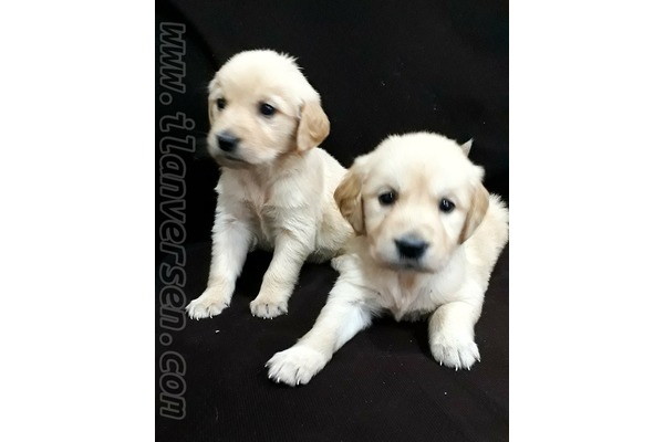 Bademli Mah. Golden retriever ilanları