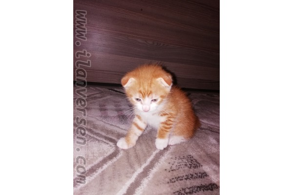 British shorthair Dişi ve Erkek Soğanlı Mah.