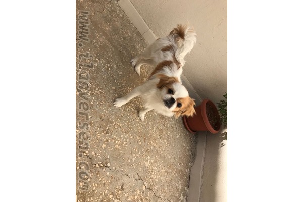 Göztepe Mah. köpek ilanları