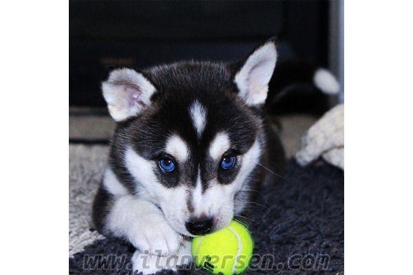 köpek Husky fiyatları