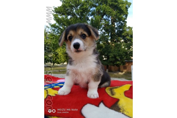 Diğer köpek ırkı Sahibinden 1 TL