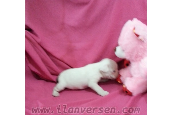 French bulldog 1 TL Çelebi Mah.
