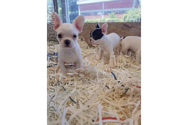 Dişi ve Erkek köpek Çengelköy Mah.