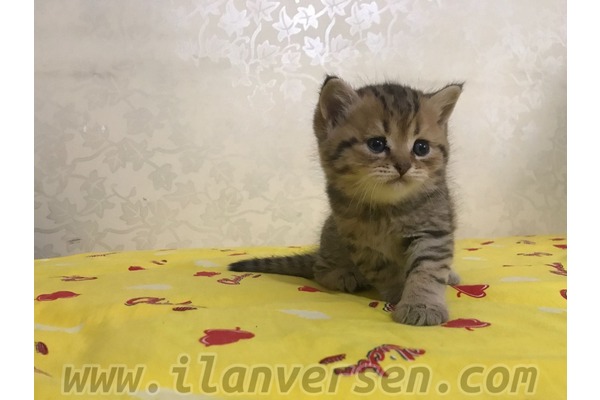 British shorthair Sahibinden 1700 TL