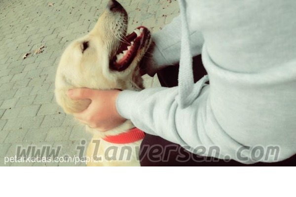Parazit tedavisi yapılmış Golden retriever