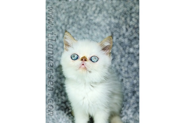 Egzotic shorthair Sahibinden 1 TL