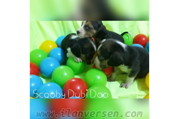 Beagle Dişi ve Erkek köpek