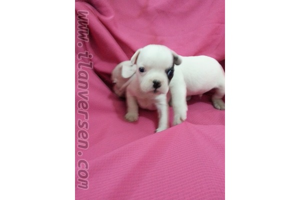 French bulldog köpek Güzelbahçe
