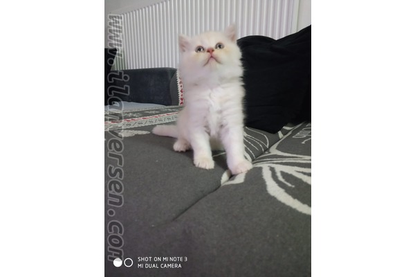 Eryaman Mah. kedi ilanı ver