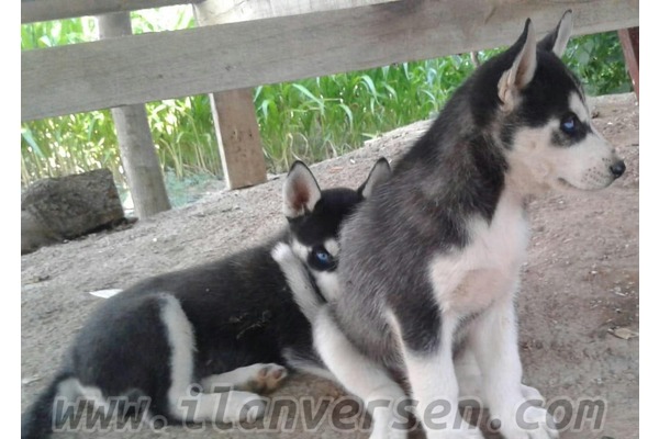 Taşkesik Köyü köpek ilanı ver