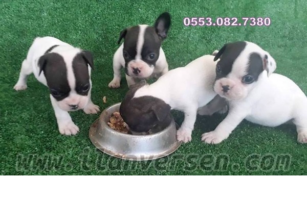French bulldog Dişi ve Erkek köpek