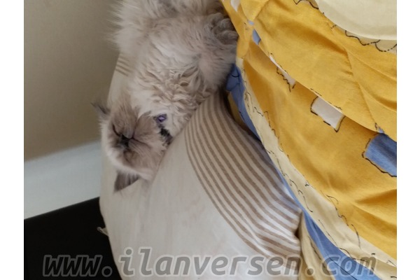 Dişi kedi Fevzi Çakmak Mah.
