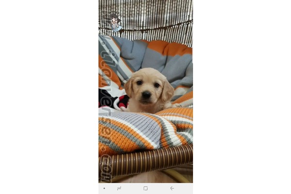 Golden retriever 800 TL Fatih Mah.