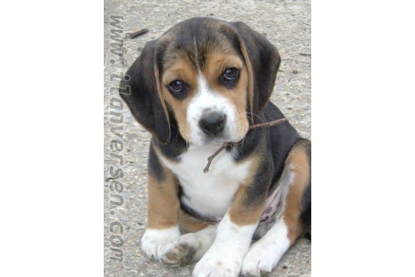 köpek Beagle fiyatları