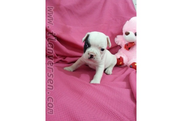 Çelebi Mah. French bulldog ilanları