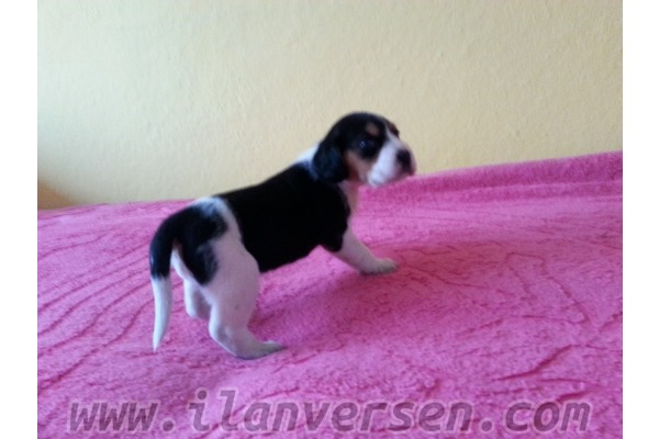 Beagle Sahibinden 1 TL