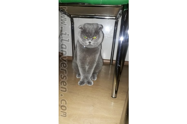 Aşılı British shorthair