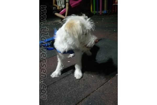 White terrier Dişi köpek