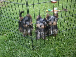 Yorkshire terrier Ergene Mah.