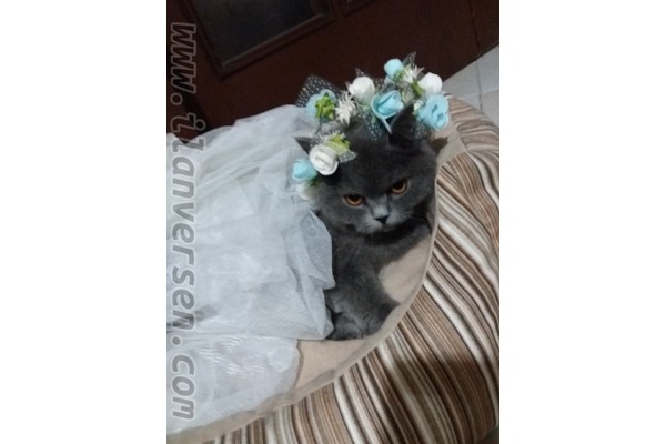 British shorthair Secereli