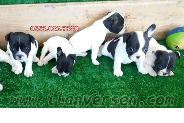 Dişi ve Erkek köpek Gürpınar Mah.