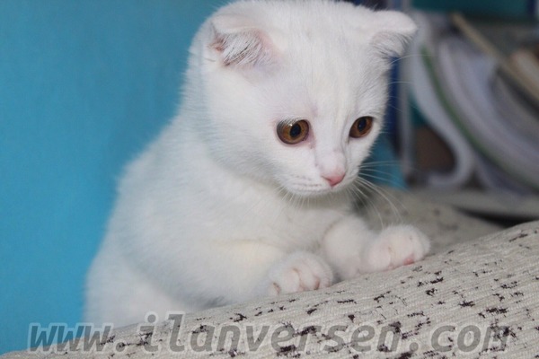 Scottish fold 1500 TL Ziraat Mah.