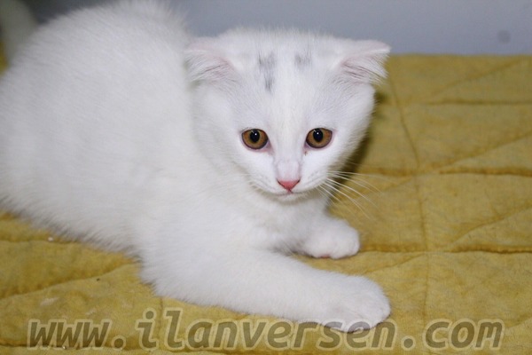 BEYAZ RENK SCOTTİSH FOLD SAHİBİNİ ARIYOR