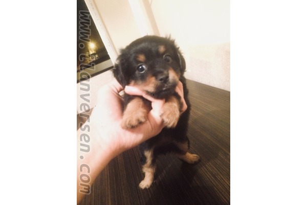 Sümer Mah. köpek ilanı ver