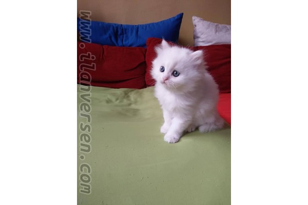 Dişi kedi Altıntaş Mah.