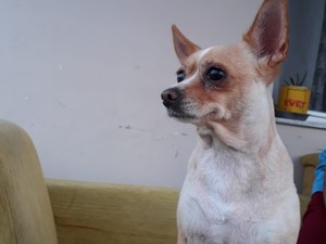  Chihuahua yaş 2