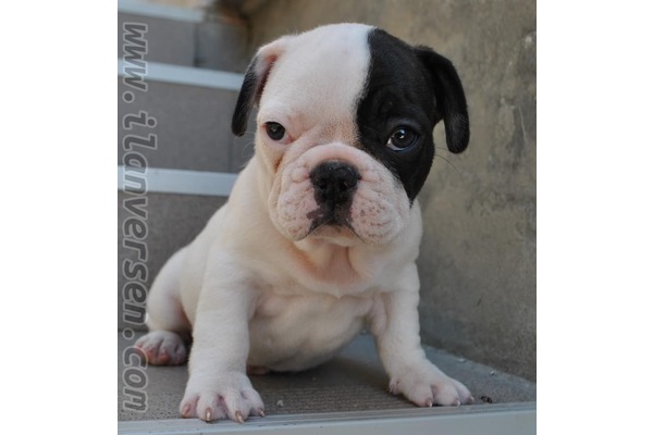 French bulldog Sahibinden Doğanbey Mah.