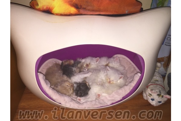 Chinchilla Sahibinden 700 TL