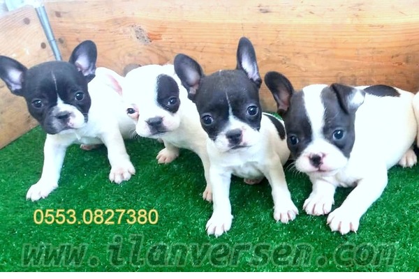 Işıklar Mah. köpek ilanı