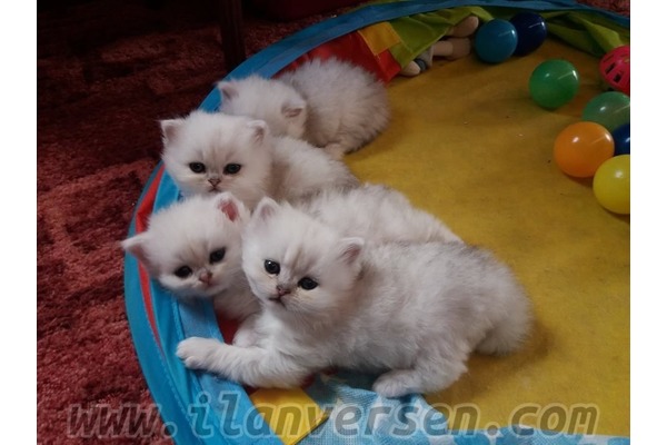 Gazi Mah. kedi ilanı