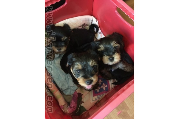 Ergene Mah. köpek fiyatları