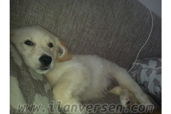 Golden retriever Dişi Cumhuriyet Mah.