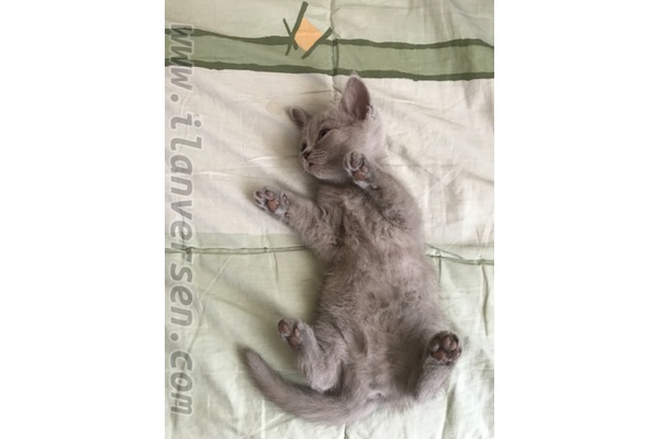 British shorthair Çayyolu Mah.