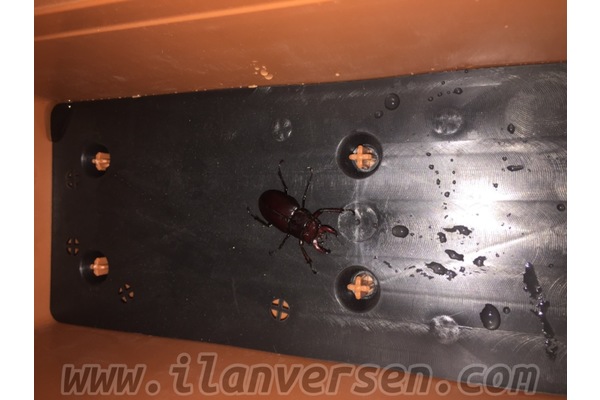 Merkezefendi Mah. hayvanlar ilanı