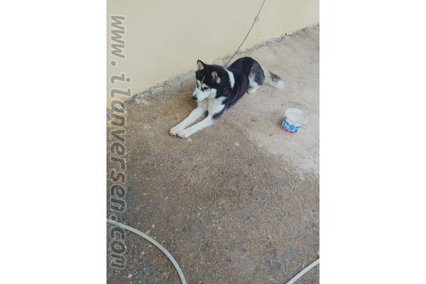 Dişi köpek Efendibey Mah.