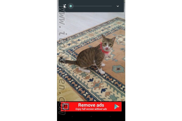 kedi Tekir fiyatları