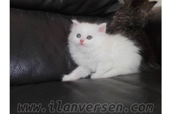 Chinchilla Dişi ve Erkek kedi