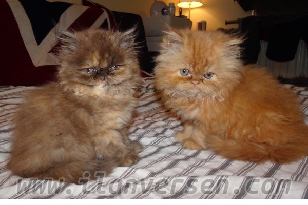 Gazi Mah. kedi ilanları