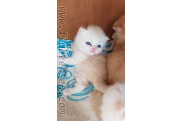 Alacaatlı Mah. kedi ilanı ver