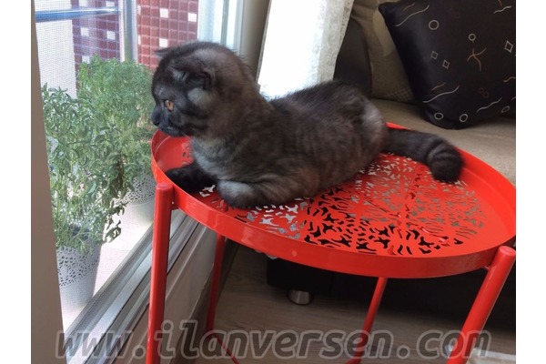 Bahçelievler Mah. kedi ilanı ver