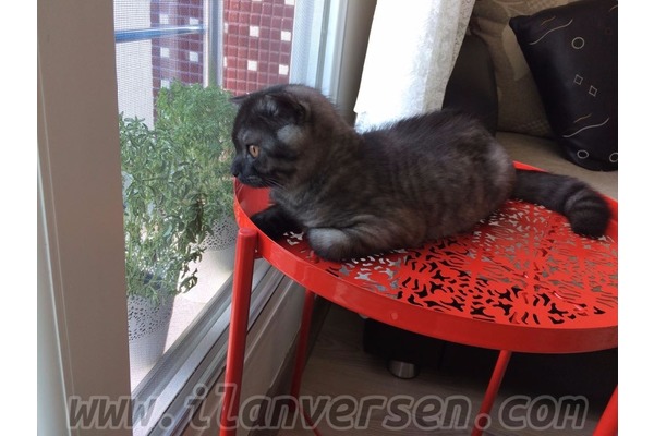 kedi ilanlari Bahçelievler Mah.